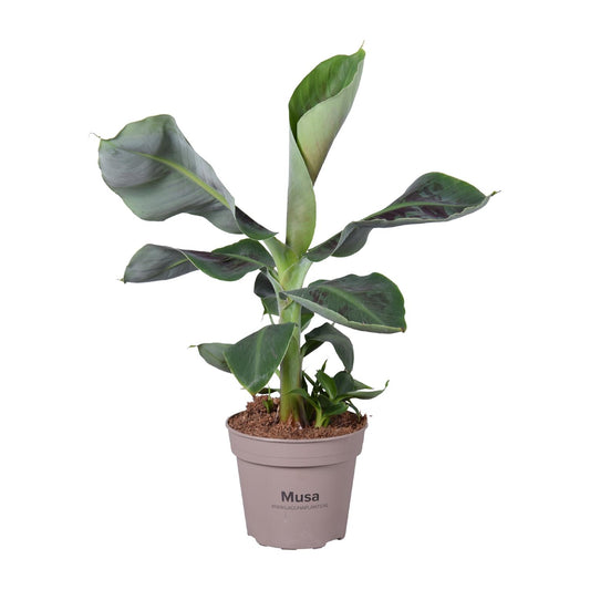Musa Oriental Dwarf - Ø15cm - ↕45cm - Pflanzfix24