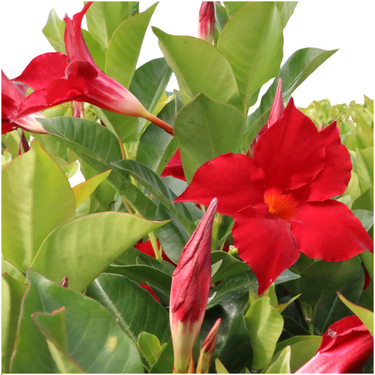 6 x Dipladenia Red - Mandevilla Red Ø12 cm - ↕25 cm - Pflanzfix24