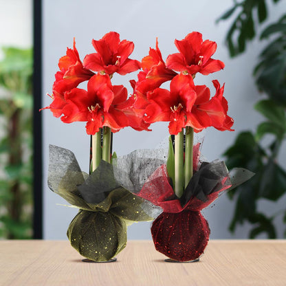 No Water Flowers® (wax amaryllis) | Wrapz Mix (2 pack) + Red flower - Pflanzfix24