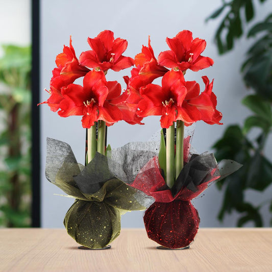 No Water Flowers® (wax amaryllis) | Wrapz Mix (2 pack) + Red flower - Pflanzfix24