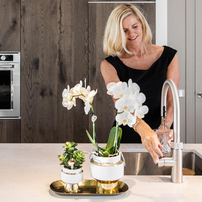Weiße Orchidee & Sukkulente auf goldenem Tablett – Pflanzfix24.de - Pflanzfix24.de