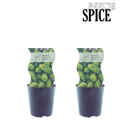 Humulus Westbrau (Hop) - 2 Stücke - Pflanzfix24