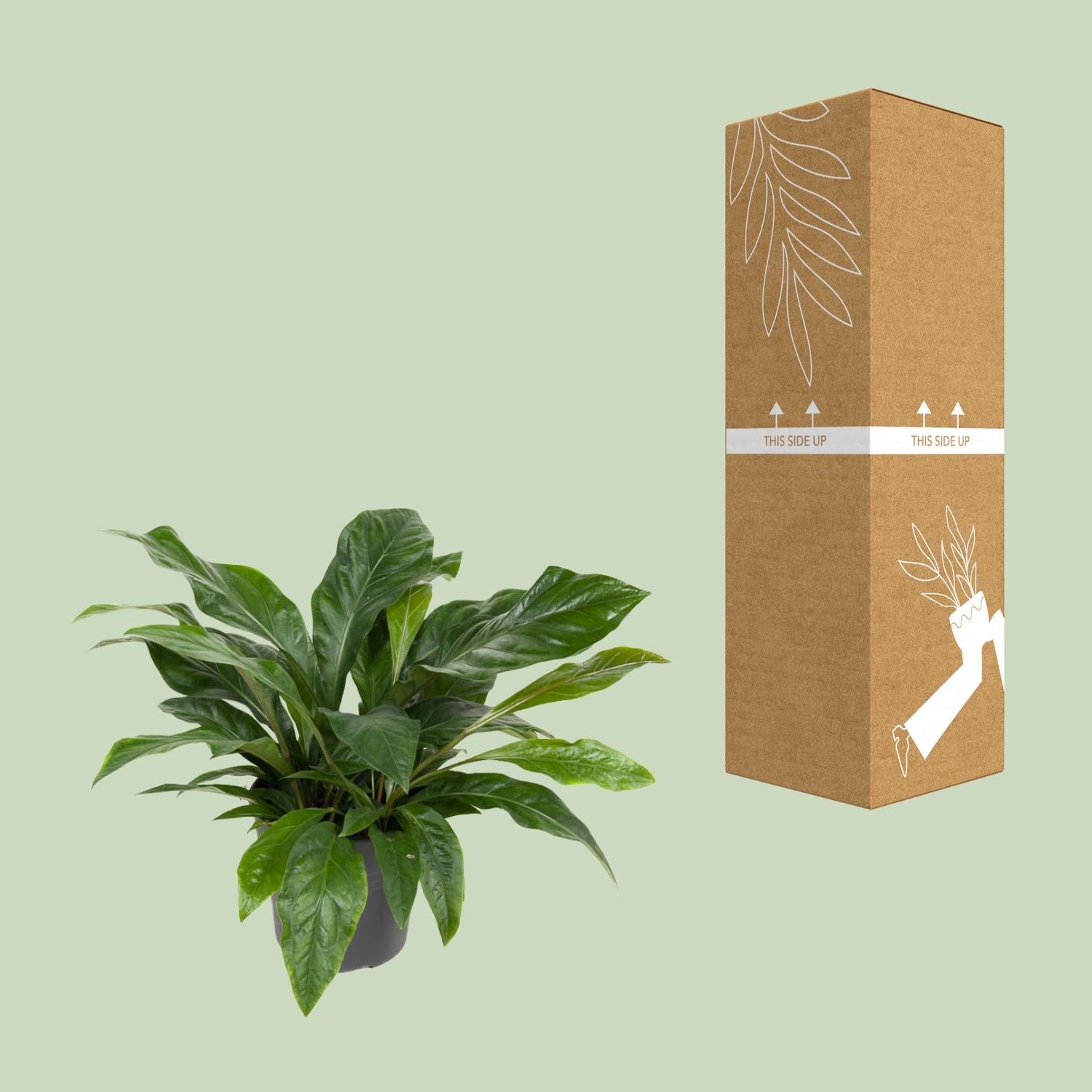 Anthurium Jungle Bush - Ø30cm - ↕70cm bei Pflanzfix24.de - Pflanzfix24.de