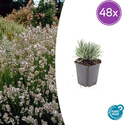 48x Lavandula int. 'Edelweiss' - Pflanzfix24
