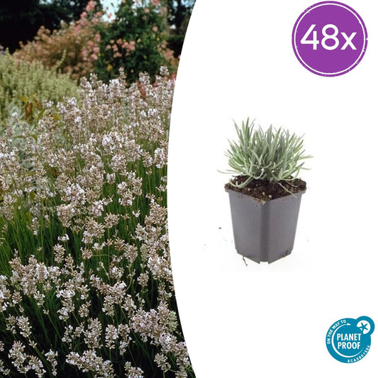 48x Lavandula int. 'Edelweiss' - Pflanzfix24