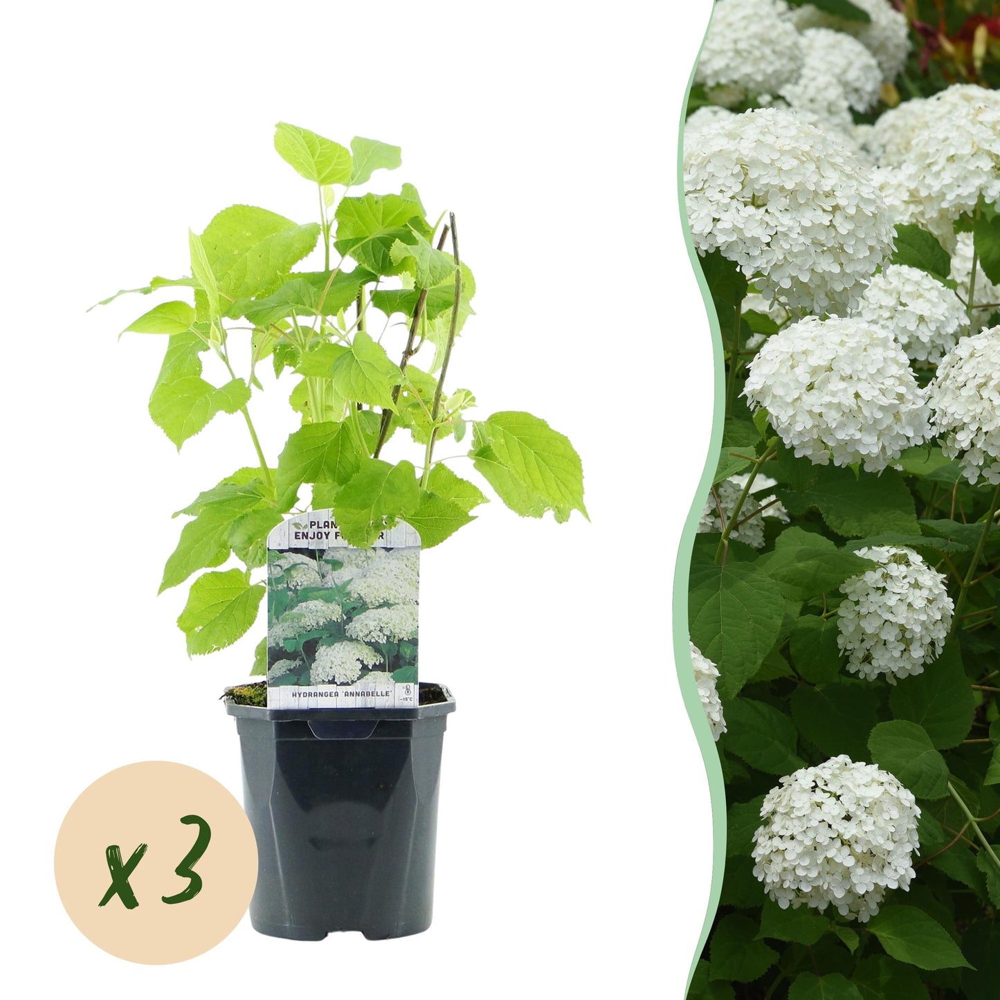 GreenboutiQ - Rispenhortensie - Hydrangea arborescens Annabelle - Blüte Weiß - 3 Pflanzen - 1 m2 - Laubabwerfend - Große Blüten - Topf 17cm Höhe 50cm - Pflanzfix24.de