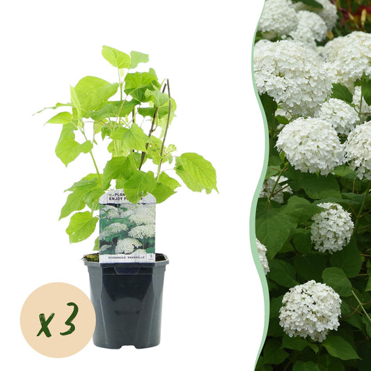 GreenboutiQ - Rispenhortensie - Hydrangea arborescens Annabelle - Blüte Weiß - 3 Pflanzen - 1 m2 - Laubabwerfend - Große Blüten - Topf 17cm Höhe 50cm - Pflanzfix24.de