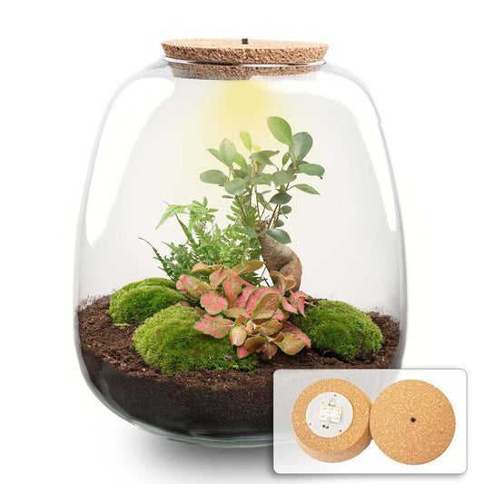 Pflanzenterrarium - Emma - DIY-Set - ↑ 25 cm - Ø 23 cm - Bonsai Rot + LED - Pflanzfix24