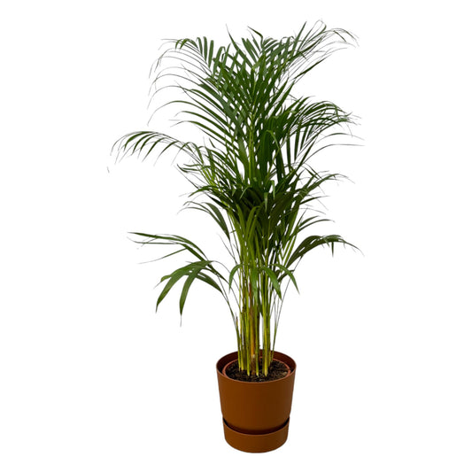 Areca palm - ↨110cm - Ø21cm inkl. elho Greenville Round braun D24xH23 - Pflanzfix24