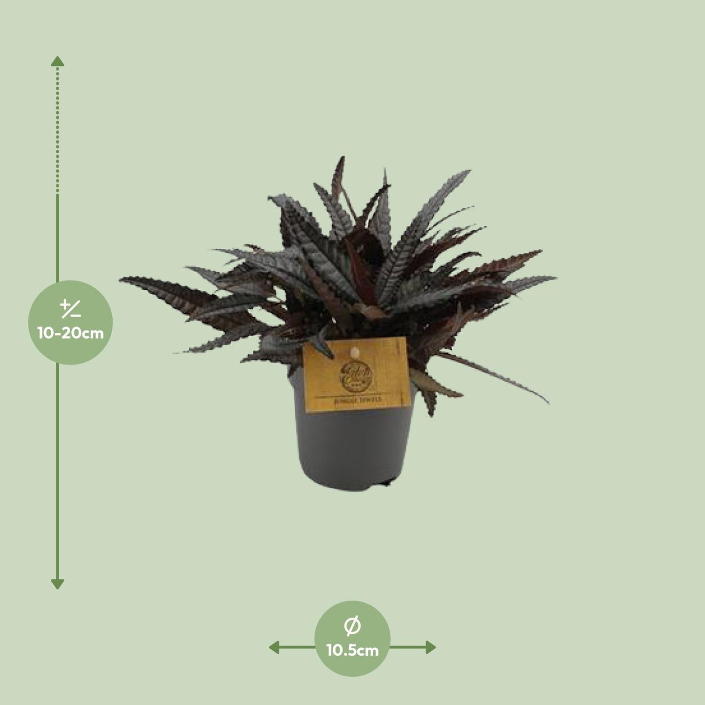 Pilea Hitchcockii - Ø10,5cm - ↕15cm bei Pflanzfix24