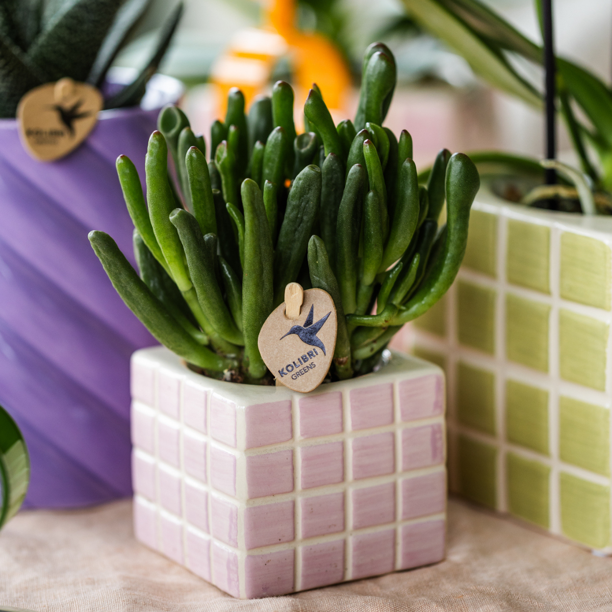 Crassula Hobbit Ø6 cm – Pflanzfix24.de - Pflanzfix24.de