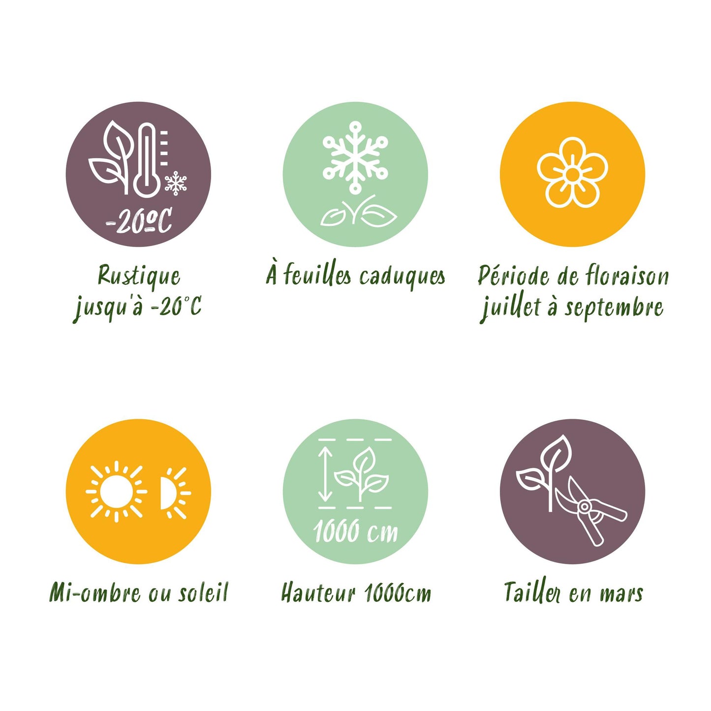 Green boutiQ - pflanzfix24 Campsis radicans Flava – 2x Trompetenblume gelb