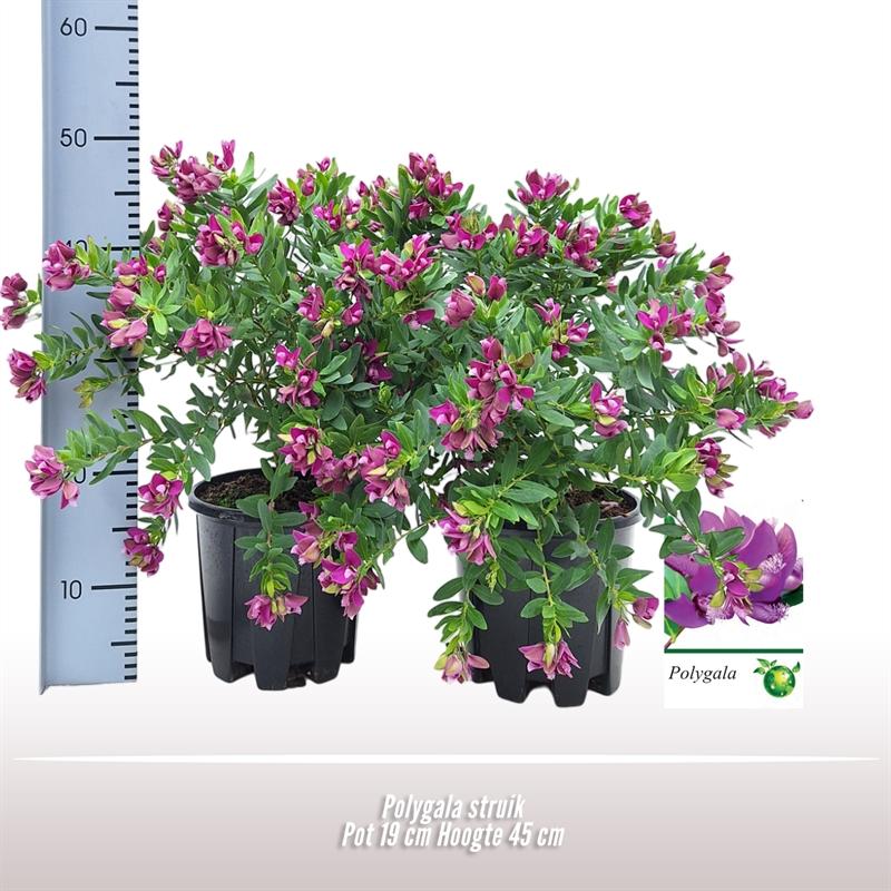 Polygala Struik - Ø19cm - ↕45cm bei Pflanzfix24