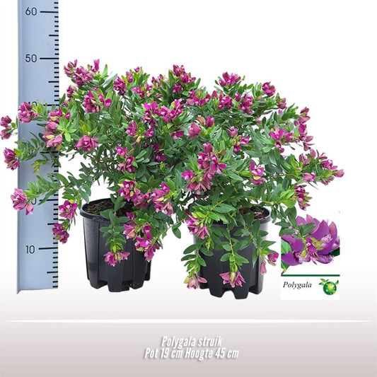 Polygala Struik - Ø19cm - ↕45cm bei Pflanzfix24