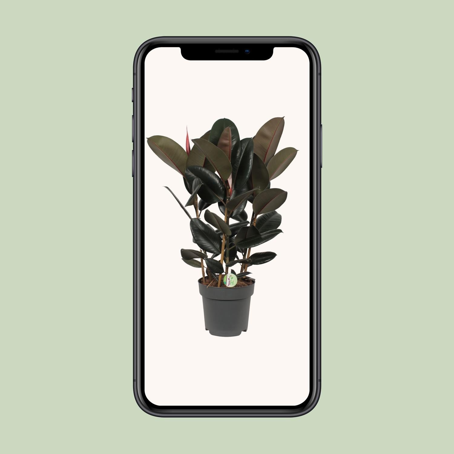 Ficus Abidjan - Ø27cm - ↕90cm - Pflanzfix24.de - Pflanzfix24.de