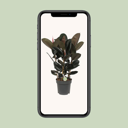 Ficus Abidjan - Ø27cm - ↕90cm - Pflanzfix24.de - Pflanzfix24.de