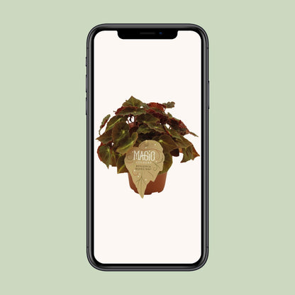 Begonia Rex Montuno - Ø12 ↕25 - Pflanzfix24