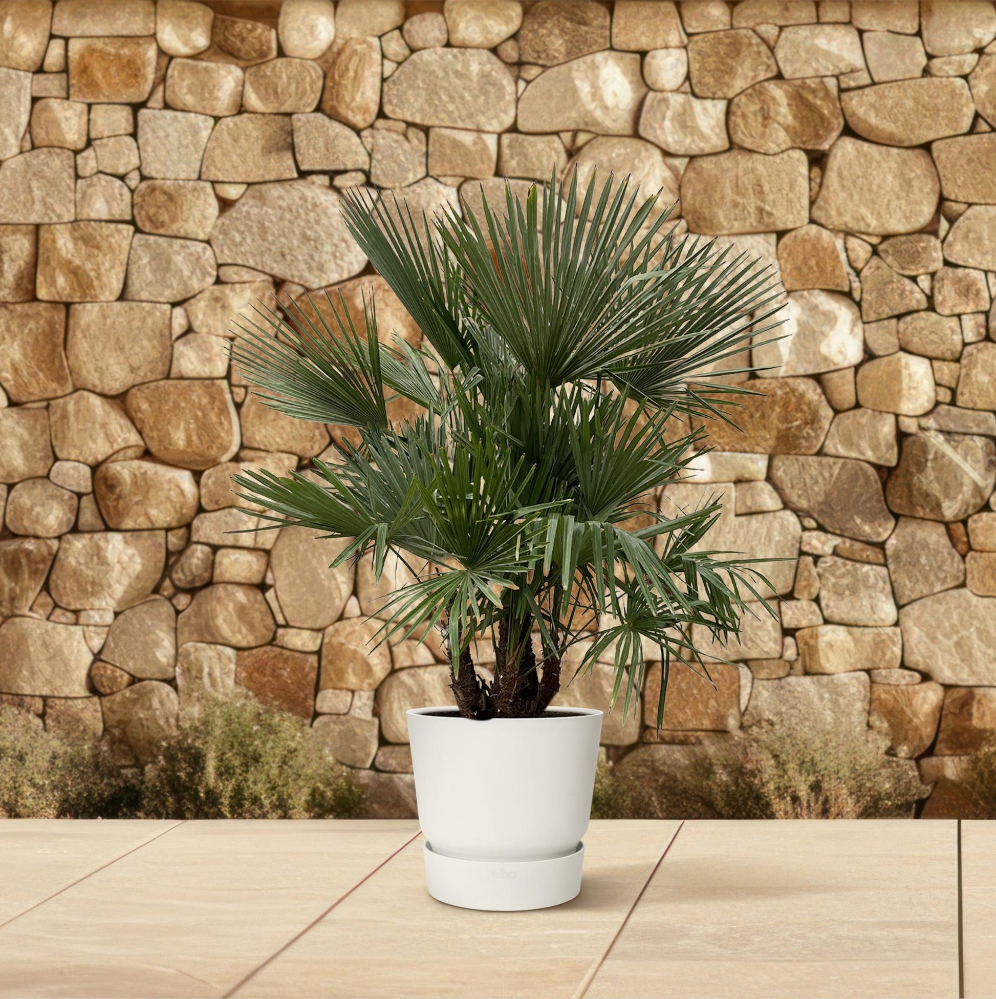 Trachycarpus Multi Stam Palme 230cm – Exotisch & Robust | Pflanzfix24.de - Pflanzfix24.de