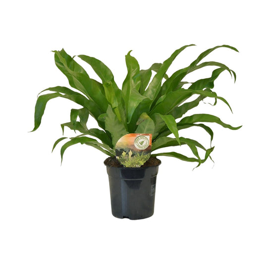 Asplenium Antiquum - Ø17cm - ↕40cm bei Pflanzfix24