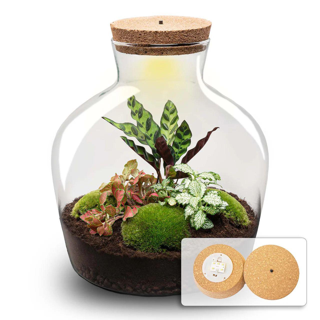 DIY Terrarium - Fat Joe Rood - ↕ 30 cm - Pflanzfix24