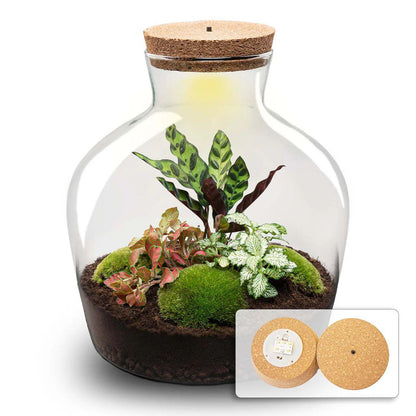 DIY Terrarium - Fat Joe Rood - ↕ 30 cm - Pflanzfix24