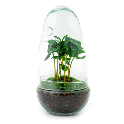Flaschengarten - Egg Coffea Arabica - Pflanzfix24.de - Pflanzfix24.de