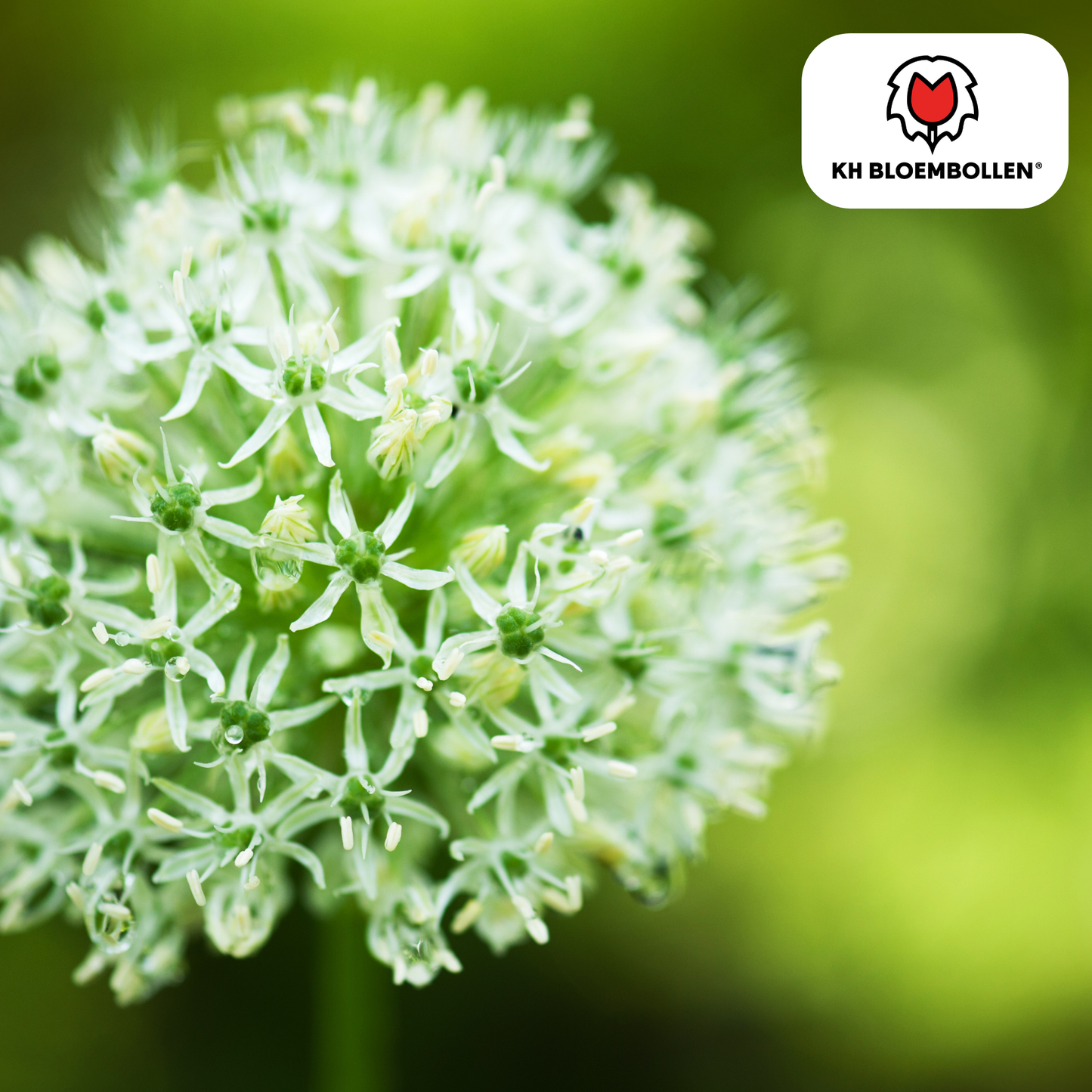 Allium White Giant 5 stuks - Pflanzfix24