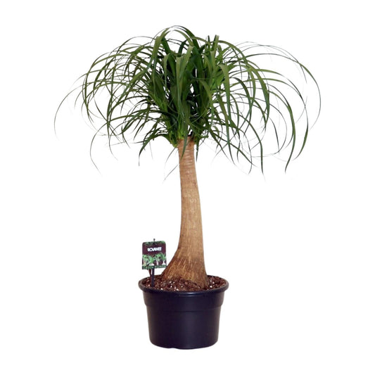Beaucarnea Nolina - Ø23cm - ↕80cm von Pflanzfix24