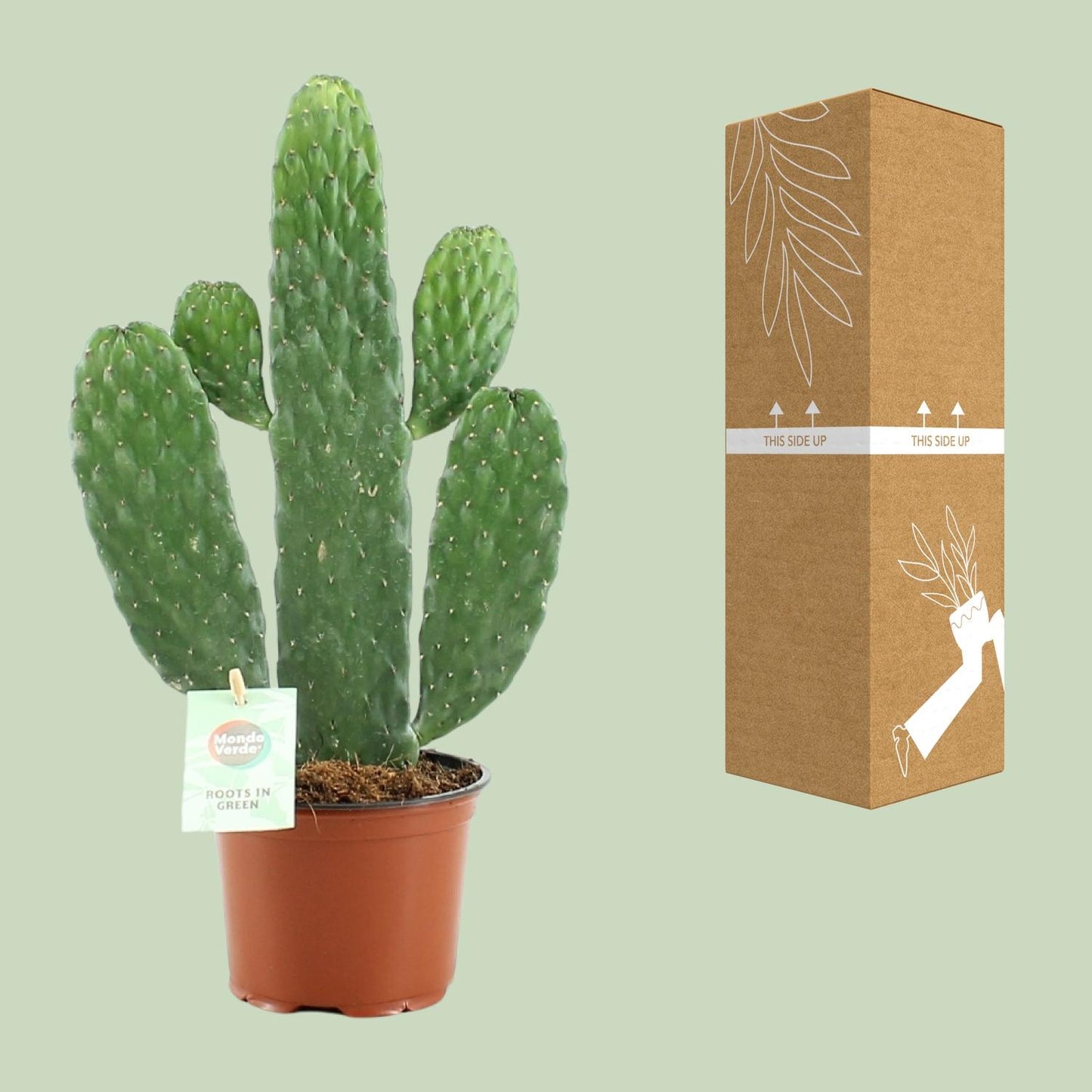 Opuntia Rubescens Consolea Ø12cm | Kaktus 35cm bei Pflanzfix24