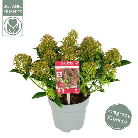 Skimmia Japonica 'Marlot' - Pflanzfix24
