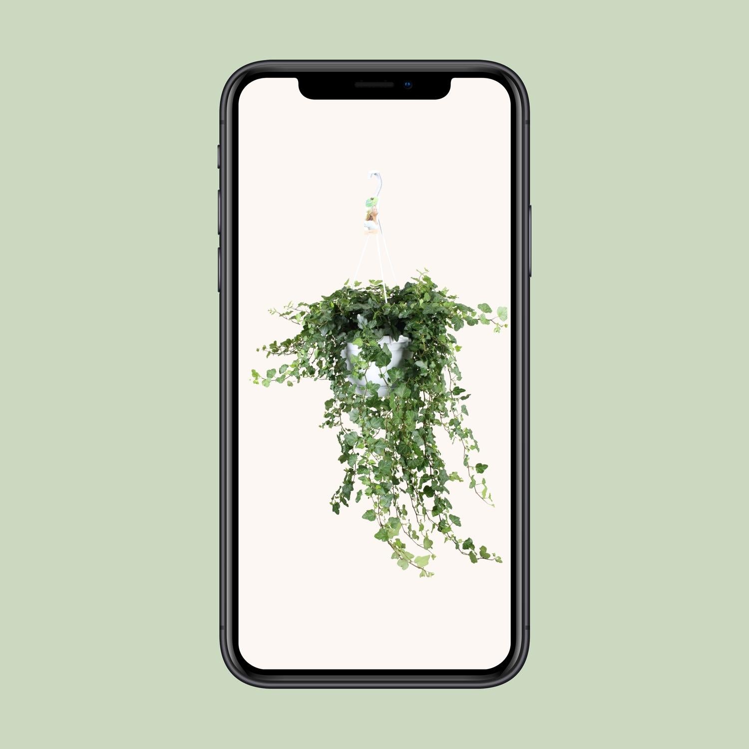 Hedera Wonder Green - Ø24cm - ↕70cm - Ø24 - ↨70cm - Pflanzfix24.de - Pflanzfix24.de