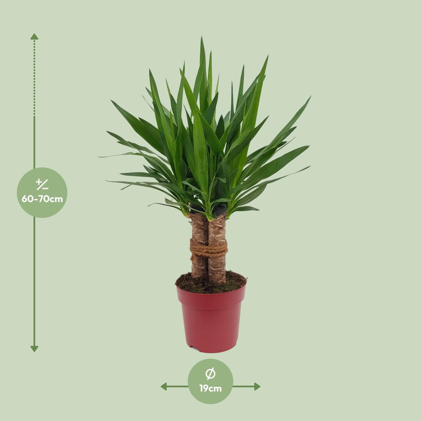 Yucca Tres Cañas Ø19cm – 70cm hoch | Pflanzfix24.de - Pflanzfix24.de