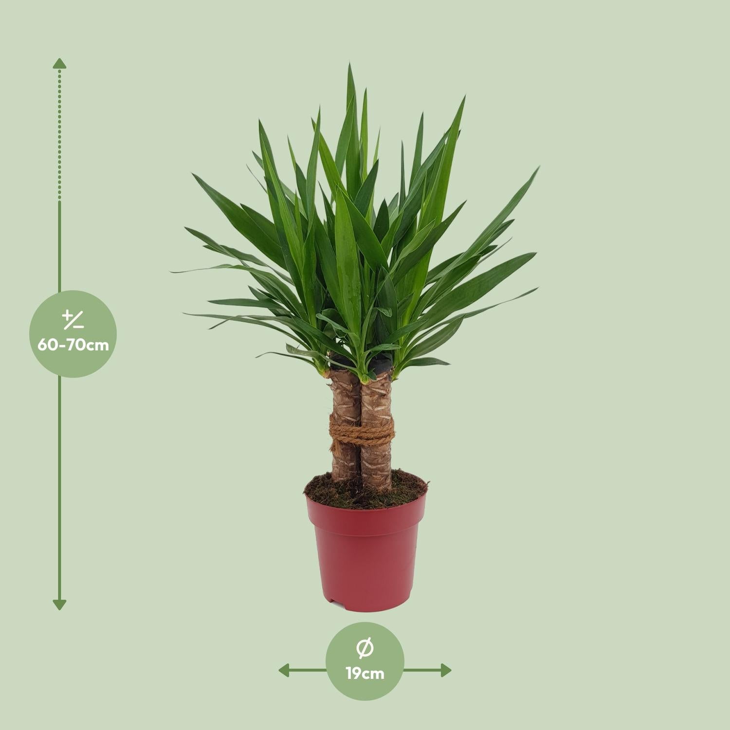 Yucca Tres Cañas Ø19cm – 70cm hoch | Pflanzfix24.de - Pflanzfix24.de