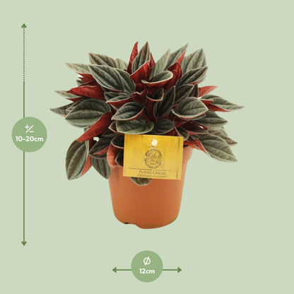 Peperomia Santorini - Ø12cm - ↕20cm by Pflanzfix24