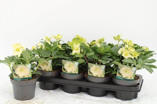 Helleborus Niger - Ø13cm - ↕35cm - Pflanzfix24