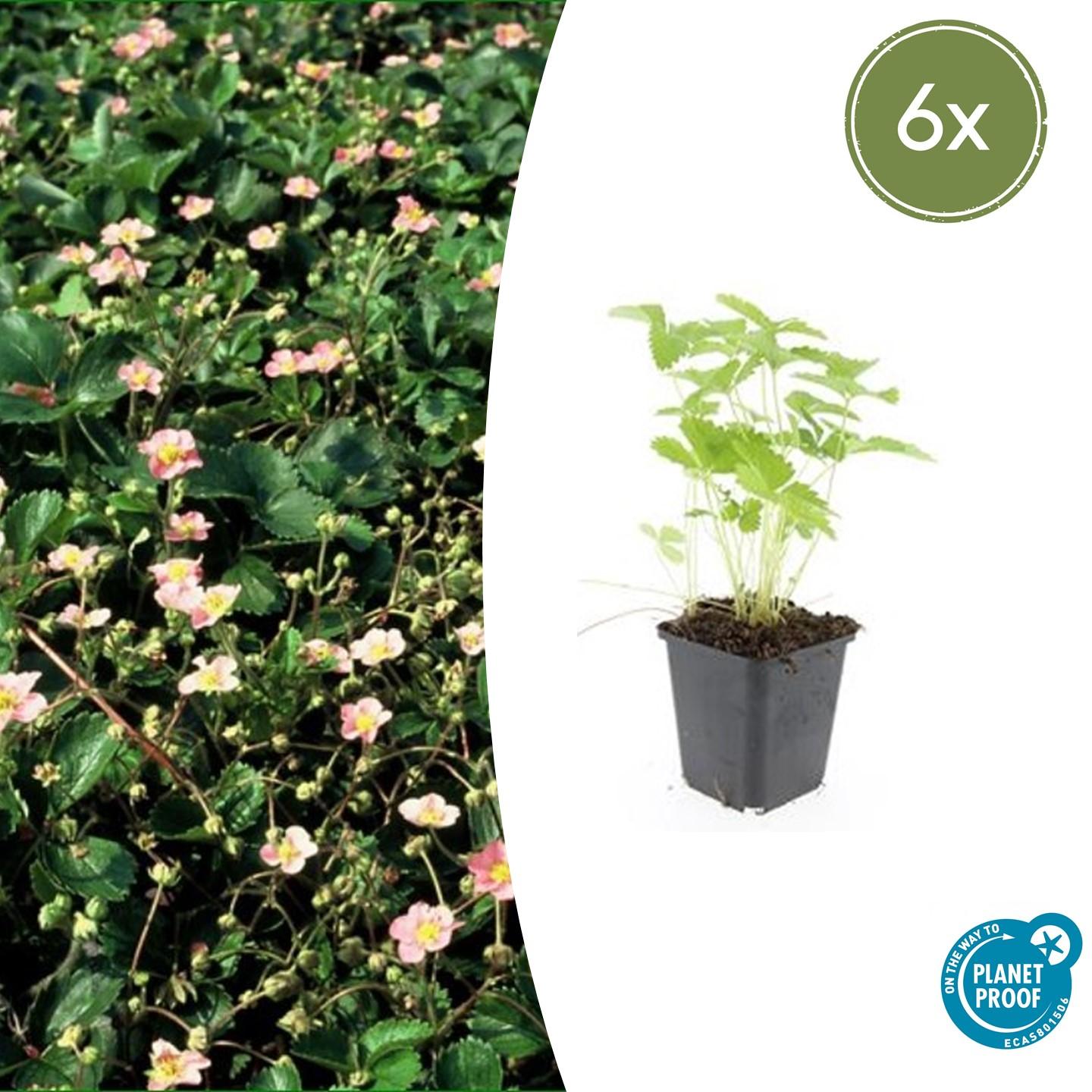6x Fragaria vesca - Wald-Erdbeere - 10-25cm - Pflanzfix24