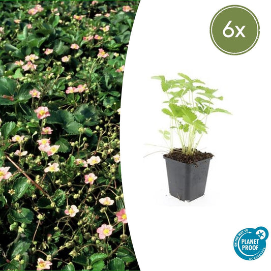 6x Fragaria vesca - Wald-Erdbeere - 10-25cm - Pflanzfix24
