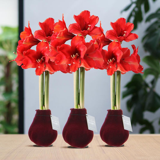 No Water Flowers® Velvet Touchz® Bordeaux (3 pack) + Red flower - Pflanzfix24
