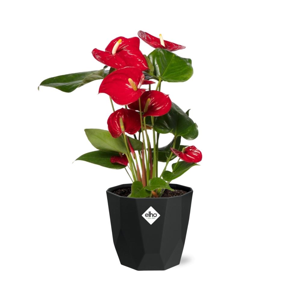 Anthurium Red 12cm in 14cm b.for rock living black - Pflanzfix24