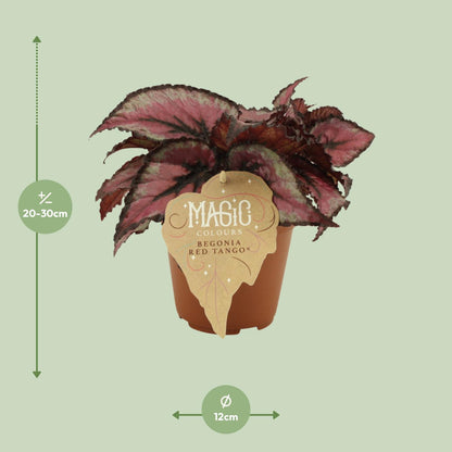 Begonia Rex Red Tango - Ø12 ↕25 bei Pflanzfix24