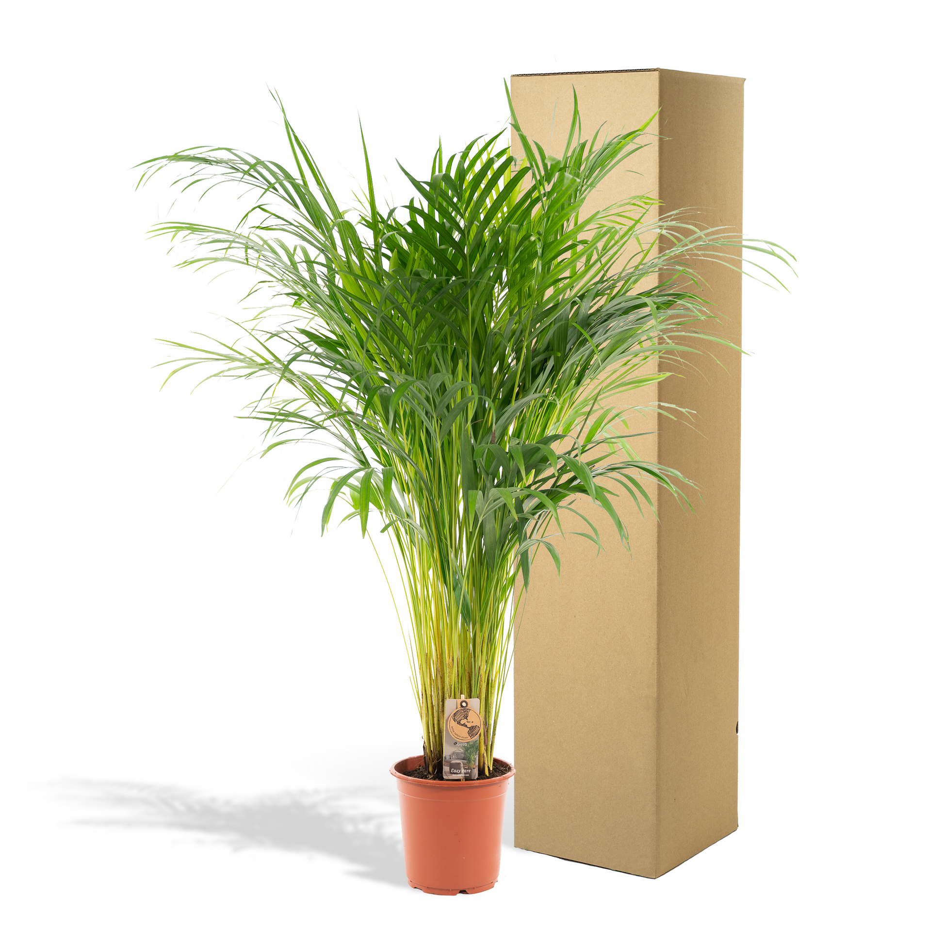Areca-Palme - Ø21cm - ↕110cm | Pflanzfix24.de - Pflanzfix24.de