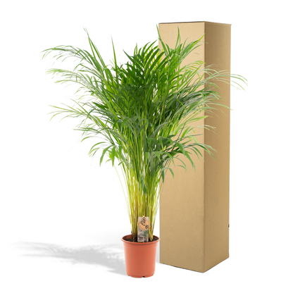 Areca-Palme - Ø21cm - ↕110cm | Pflanzfix24.de - Pflanzfix24.de