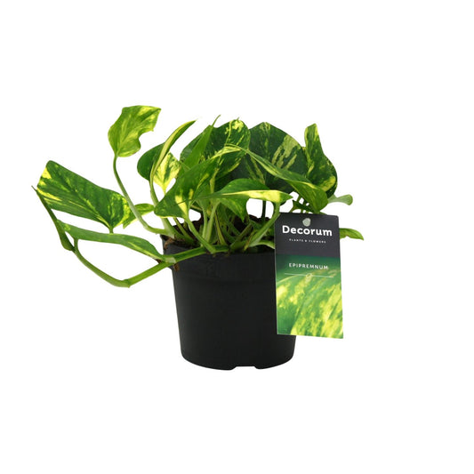 Scindapsus N’Joy Gold 25cm – Ø12cm Topf – Pflanzfix24.de - Pflanzfix24.de