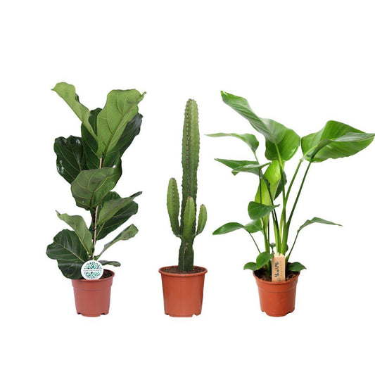 Zonnige planten mix - 3 stuks - Ø17cm - ↕50/75cm - Pflanzfix24