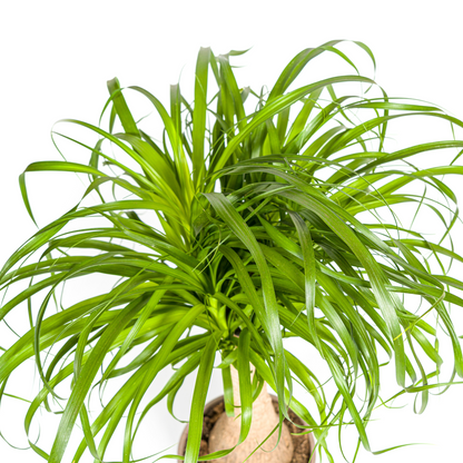 Beaucarnea Recurvata Stamm Ø21cm - ↕60 - 80cm von Pflanzfix24.de - Pflanzfix24.de