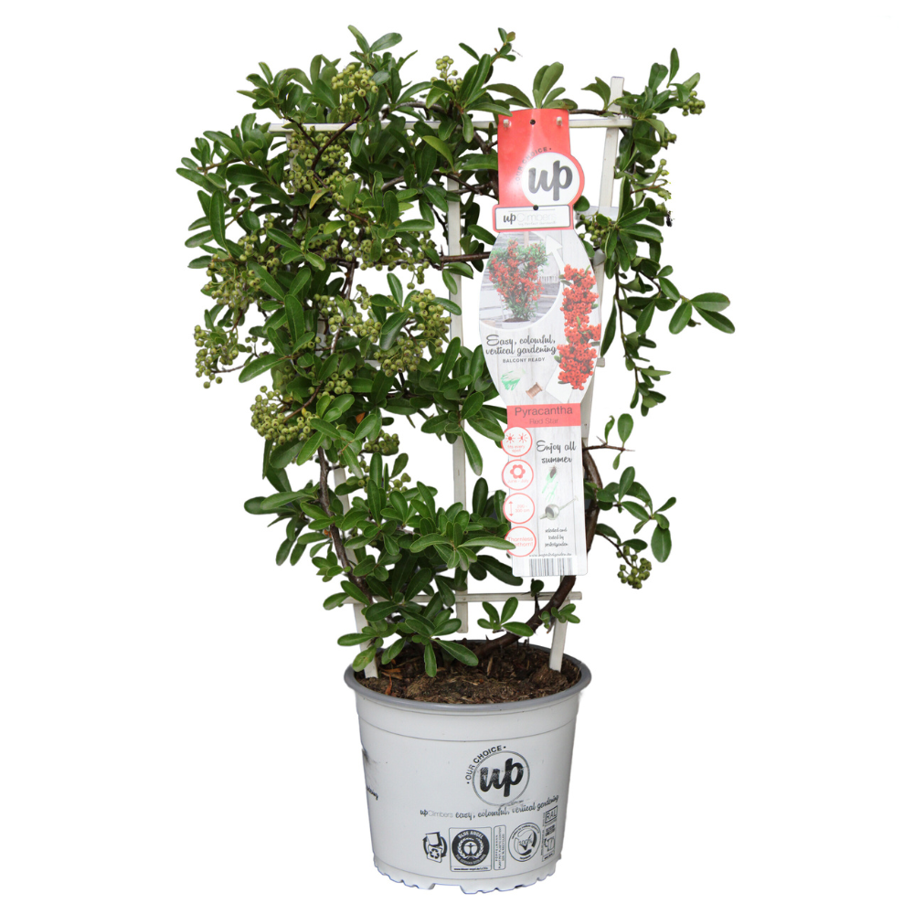Pyracantha coccinea Red Star - Pflanzfix24