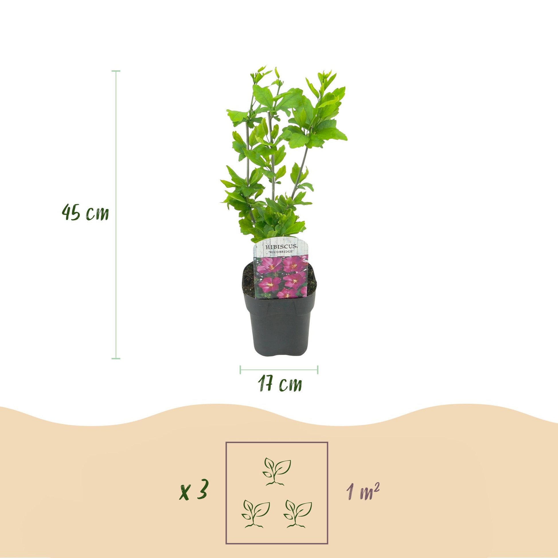 Pflanzfix24.de - Hibiscus syriacus Woodbridge - 1 Pflanze - Blüte Rosa - Laubabwerfend - Topf 17cm - Pflanzfix24.de