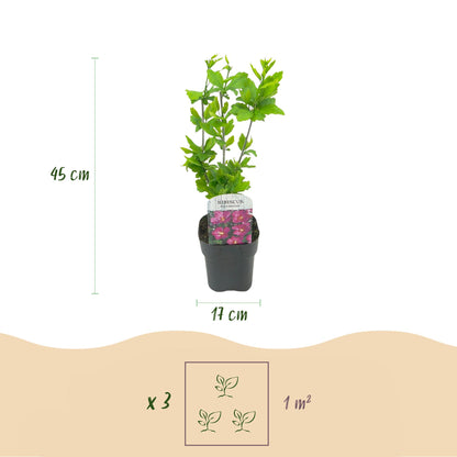 Pflanzfix24.de - Hibiscus syriacus Woodbridge - 1 Pflanze - Blüte Rosa - Laubabwerfend - Topf 17cm - Pflanzfix24.de