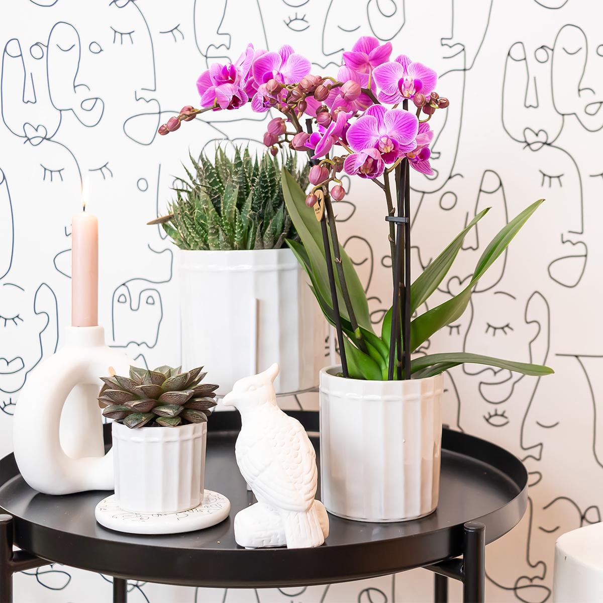 Lila-Violette Phalaenopsis Orchidee Mineral Wien Ø9cm – Pflanzfix24.de - Pflanzfix24.de