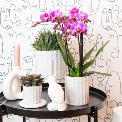 Lila-Violette Phalaenopsis Orchidee Mineral Wien Ø9cm – Pflanzfix24.de - Pflanzfix24.de